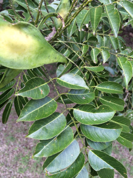Lonchocarpus yucatanensis